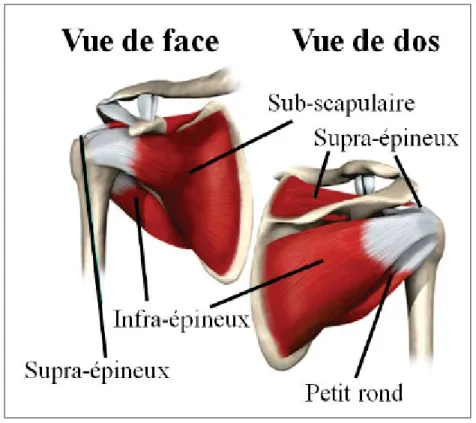 Figure 1.2 Muscles de la coiffe des rotateurs Adaptée de eorthopod.com
