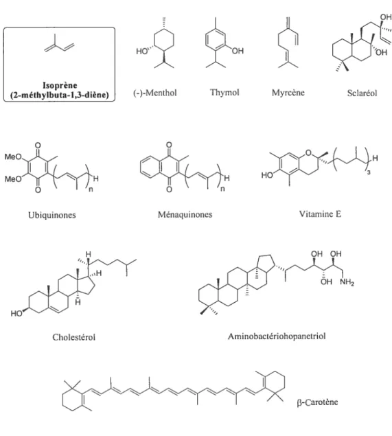 Figure 1. Exemples d’ isoprénoïdes