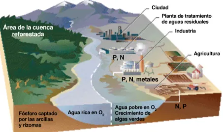 Figura 1. Ejemplo de proceso de eutrificación en una cuenca.