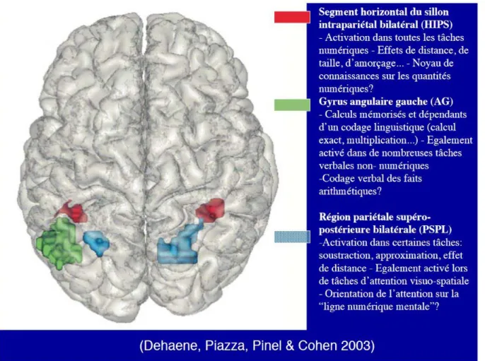 Figure 1 : Les zones du cerveau impliquées dans notre relation aux nombres. 