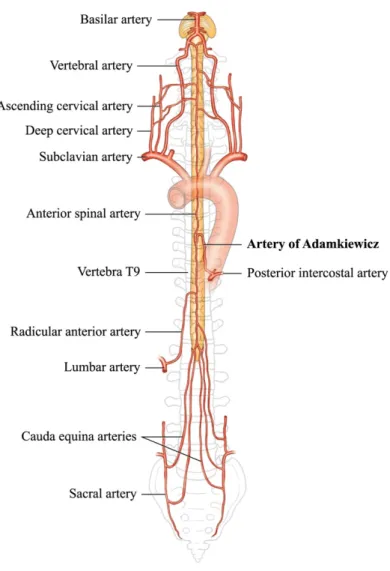 Figure  9.  Collatéralité  de  la  vascularisation  médullaire.  En  dehors  des  artères  segmentaires,  la  vascularisation  médullaire  est  également  assurée  par  de  multiples  collatéralités,  notamment  sous-clavières  et  hypogastriques
