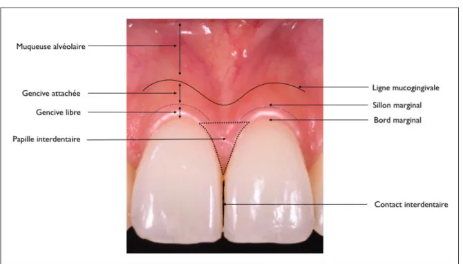 Figure 2 : Topographie de la gencive 