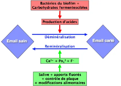 Figure 4 : Dynamisme du processus carieux 