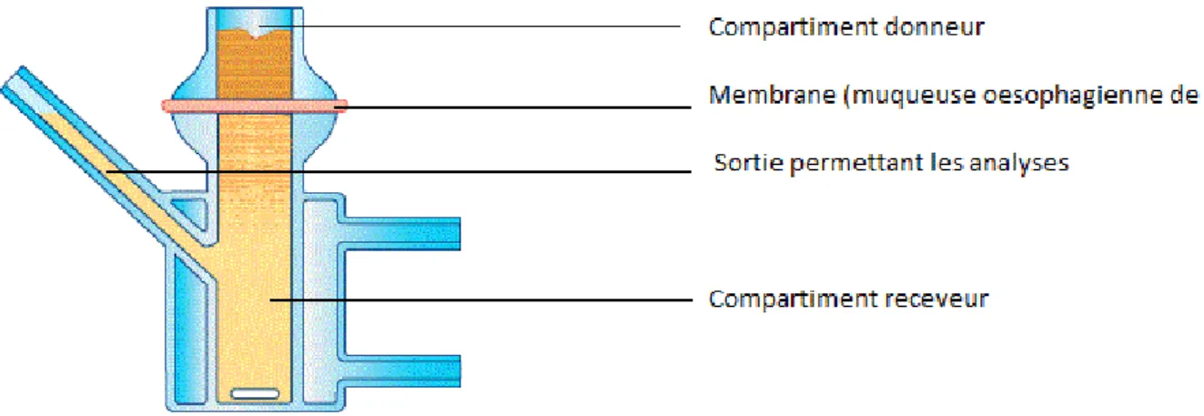 Figure 4     : Schéma d'une cellule de diffusion de Frantz