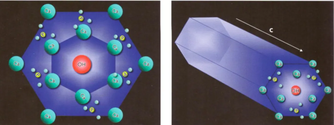 Illustration n 1 : Disposition des atomes de calcium, des groupements phosphate et hydroxyle au  sein du cristal d’hydroxyapatite