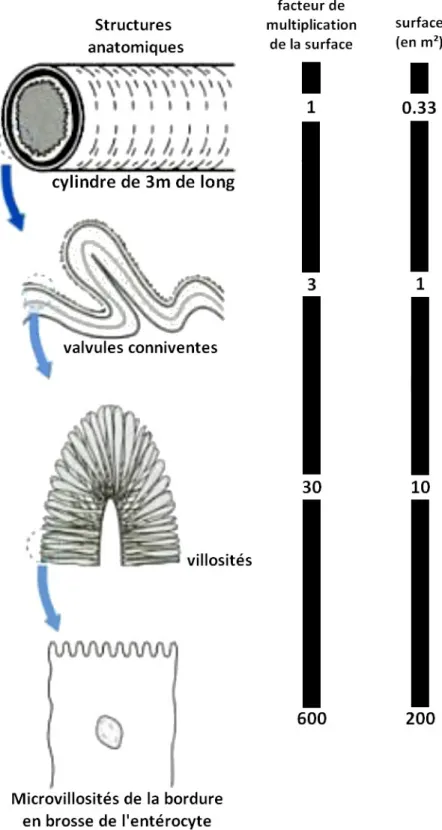 Illustration 1: Les « plis » intestinaux augmentant les surfaces.  (d'après : Physiologie humaine