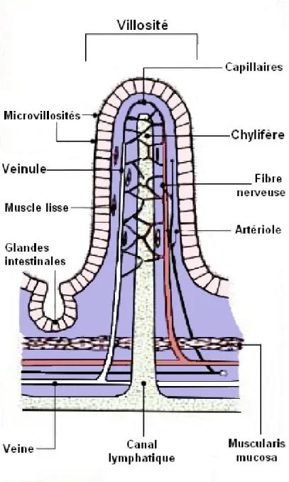 Illustration 2: Structure d'une villosité intestinale.  (d'après S. H. Nguyen and R. Bourouina, Manuel  d’anatomie et de physiologie