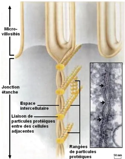 Illustration 3: Structure représentant une jonction étanche et vue microscopique de celle-ci.