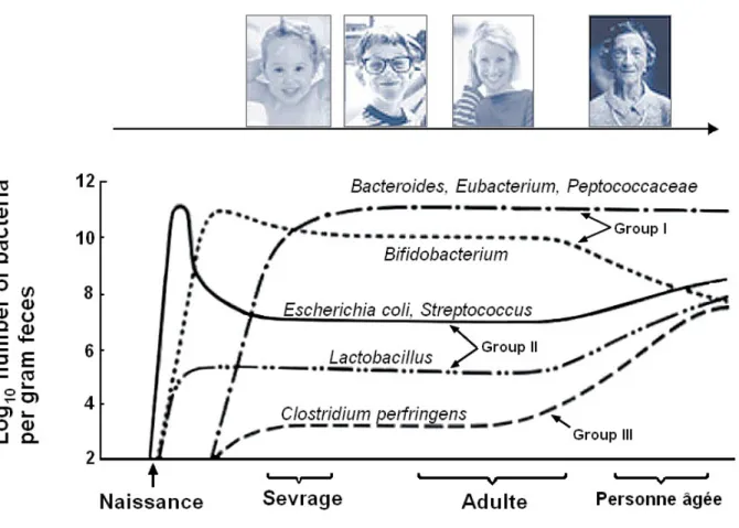Illustration 7: Variations du microbiote intestinal avec l'âge.  (d'après :« Service médico-scientifique  PiLeJe, Le microbiote intestinal dans tous ses états »)