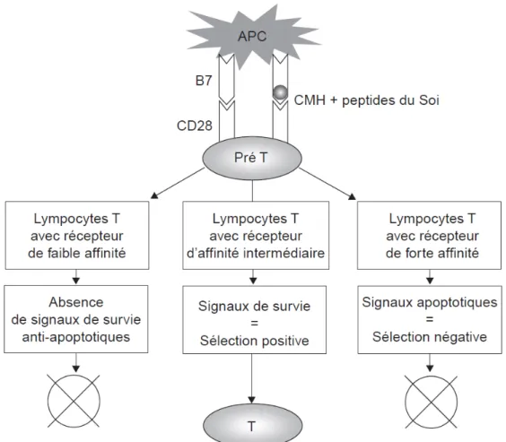Illustration 8: La double sélection des lymphocytes T  (d'après : Lebranchu Y., “Tolérance, aspects  théoriques et cliniques : implications pour la transplantation”)