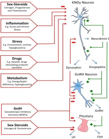 Figure 3 : Régulation neuroendocrine de la sécrétion de GnRH  et des hormones gonadotropes (42) 