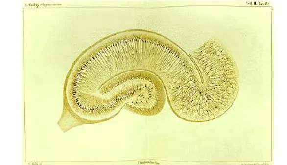 Illustration 4: Croquis de coupe argentique d'hippocampe, Camillo Golgi