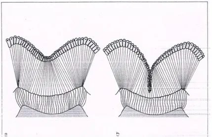 Fig. : 1.7. Formation des puits et des fissures : base de l'invagination (Riethe et Rau, 1989)