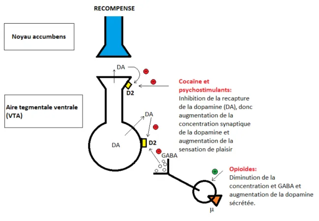 Figure 4 : Mécanisme neurobiologique du système de récompense. Source : PHILIPPE Fanny 