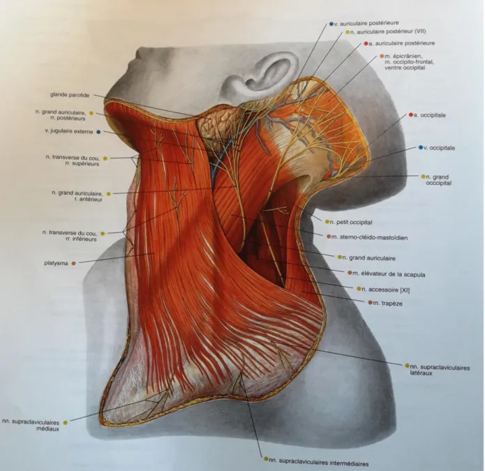 Figure 5 : Schéma du muscle platysma  