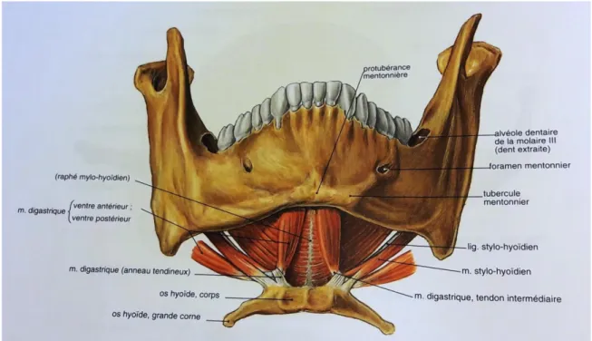 Figure 6 : Schéma de la musculature du plancher buccal 