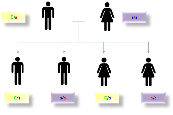 Figure 1: Mode de transmission du syndrome de Cowden avec un parent malade.       