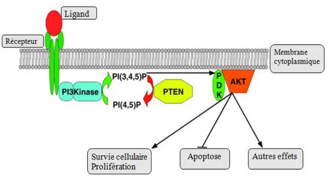 Figure 2 : Voie PTEN. D’après Planchon, 2008.                                                          