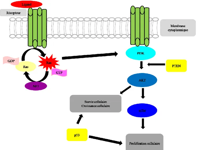 Figure 3 : Représentation des interactions entre NF1, la protéine Ras et la voie de  signalisation PI3K