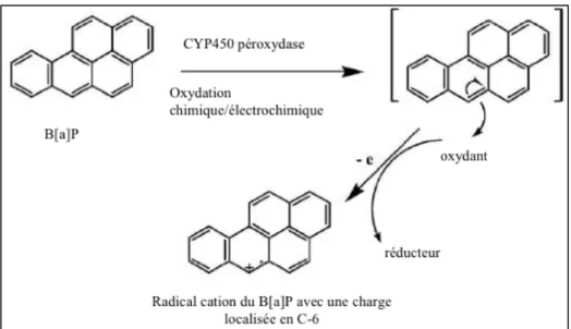 Figure 6 : Formation du radical cation du B[a]P 