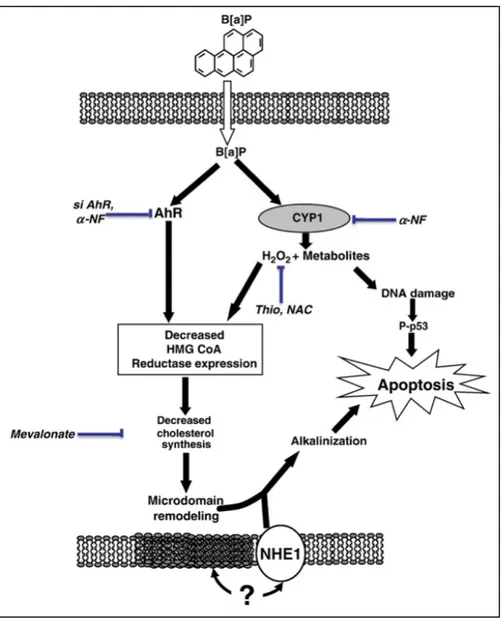 Figure 8 : Action du B[a]P sur le remodelage membranaire et ses conséquences (93) 