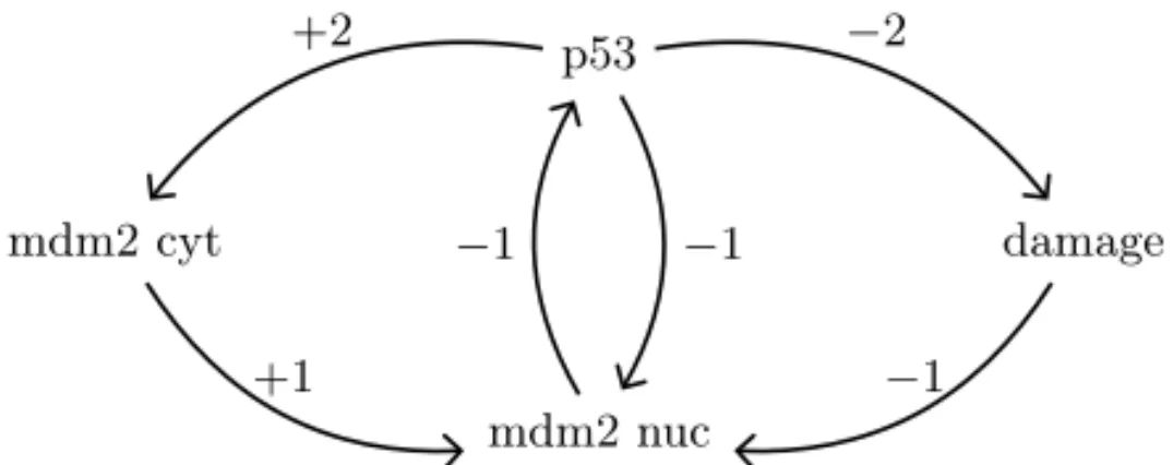 Fig. 1. Representation of p53-mdm2 network as a directed graph: interactions are summarized as activation or inhibition (+ or −), including discretized concentration levels ([0, 1, 2...]) deﬁned by threshold values
