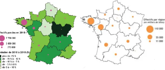 Figure 1 : Effectifs porcins (à gauche) et avicoles (à droite) en France en 2018 :   les Pays de la Loire 2 e  producteur national (Agreste, 2019b ; 2019d) 