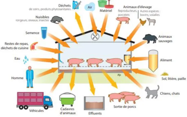 Figure 11 : Les sources, vecteurs et réservoirs principaux d’agents infectieux (IFIP, 2019)