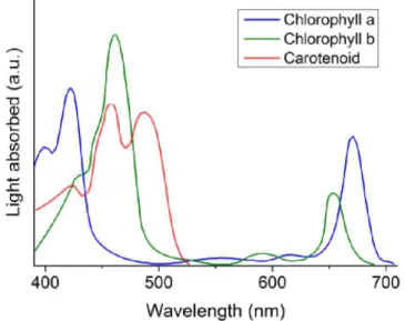 Figure 6 : Spectres d'absorption de la chlorophylle et des pigments accessoires (Singh et  al., 2015) 