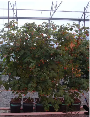 Figure 7 : Plantation de framboises sur substrat dans des pots au sol (Conthey-Suisse-, le  10 août 2020, Chambreuil T.) 