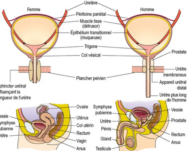Figure 1 : Anatomie du bas appareil urinaire dans les deux sexes  (Clemedecine – 2017)