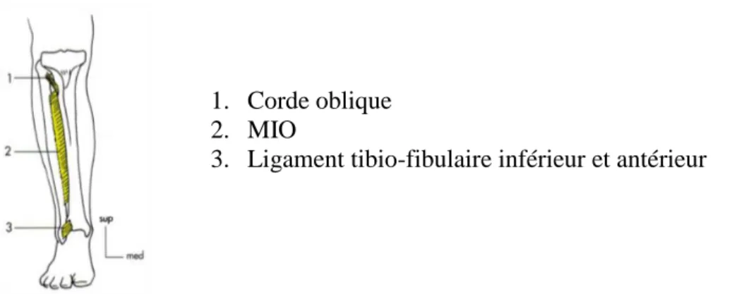 Figure 5. D’après Dufour, membrane interosseuse MIO, face antérieure jambe   (21) 