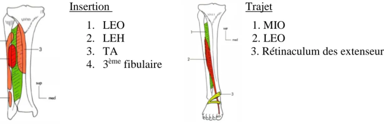 Figure  9.    D’après  Dufour,  Long  Extenseur  de  l’hallux  LEH,  face  antérieure  jambe  (21) 