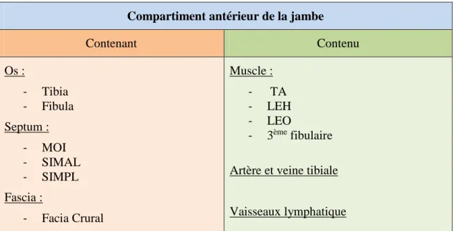 Figure 11.  Tableau  récapitulatif  des  éléments  du  compartiment  antérieur  de  la  jambe  réalisé par Guillaume RIO 