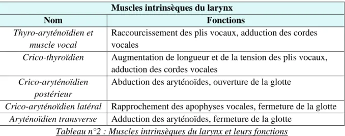 Tableau n°2 : Muscles intrinsèques du larynx et leurs fonctions  