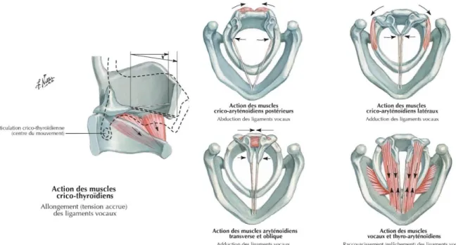 Tableau n°3 : Muscles extrinsèques du larynx et leurs fonctions 