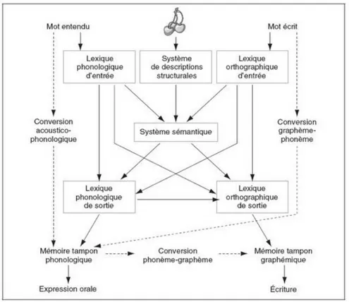 Figure 3. Modèle simplifié du traitement lexical Caramazza &amp; Hillis, 1990