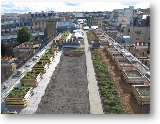 Figure 9 : Potager sur le toit d'AgroParisTech de Paris, réalisation Charlène Zahir 