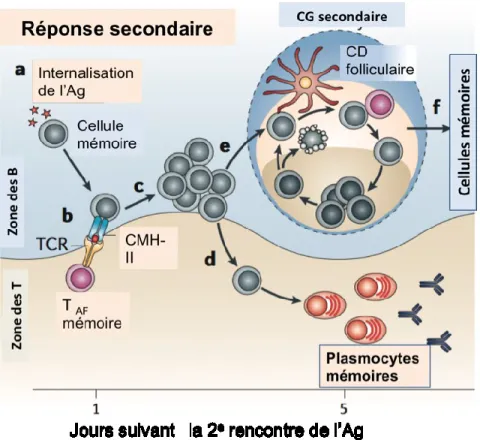 Figure 1.3: Réponse des lymphocytes B mémoires lors de la réaction immunitaire secondaire