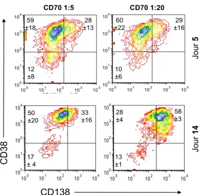 Figure 5.5 Différenciation des lymphocytes avec  l’interaction CD70. Les lymphocytes B ont été cultivés  avec un ratio 1:5 ou 1:20 de cellules 3H7 pendant 14 jours
