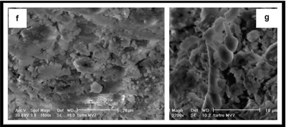 Figure 7 : Mise en évidence de cristaux de quartz (f) et de filaments fongiques avec des spores (g)  dans des dépôts tartriques