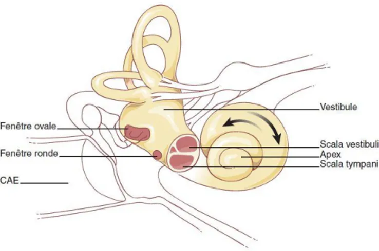 Figure 3 : L’oreille interne 