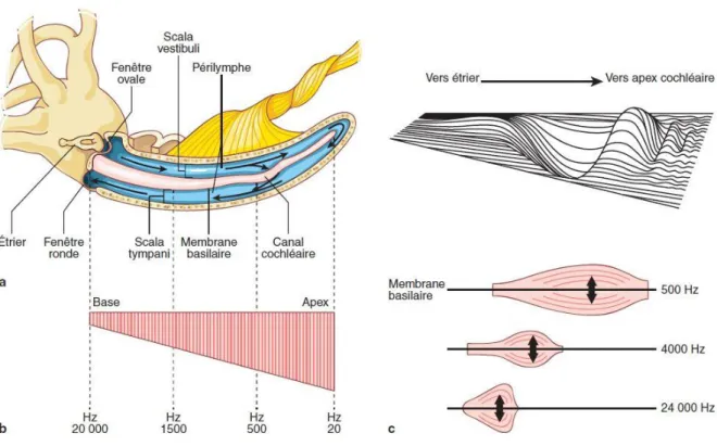 Figure 4 : La cochlée 