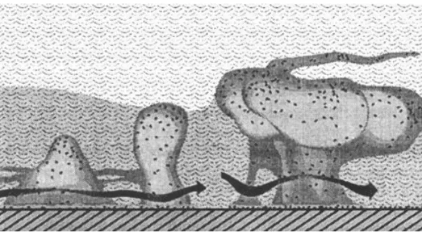 Figure 7 : Modélisation des microcolonies, de la matrice polysaccharidique et des canaux aqueux au  sein d'un biofilm bactérien 