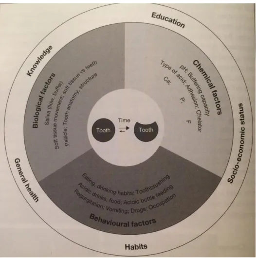 Figure 1: Facteurs étiologies de l'érosion. 