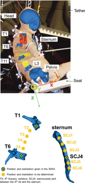 Fig. 1. Overview of the 3DKA dataset (S1). The 3D kinematics and geometry of selected bones (head, T1, T6, T11, pelvis,  ster-num) are provided to be used for visualization in the OpenSim software platform.