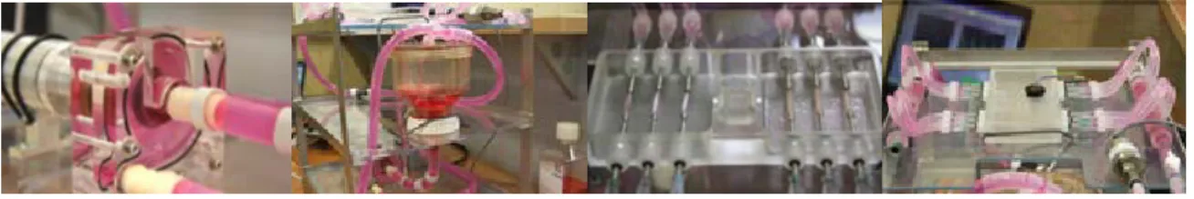 Figure 3: Bioreactor with polymeric arteries. A: centrifugal pump; B: circulating fluid reservoir  allowing changes in flow; C: Container of tissue culture with 6 arteries connected in derivation; 