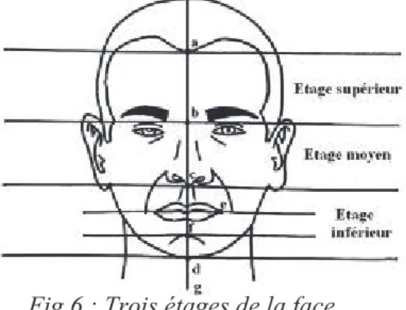 Fig 6 : Trois étages de la face  x  De profil sont visibles :  