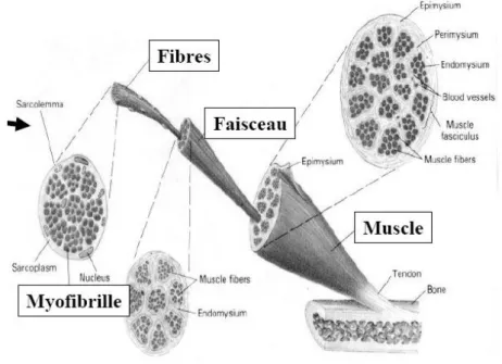 Figure 4 : Organisation du muscle à la fibre musculaire 