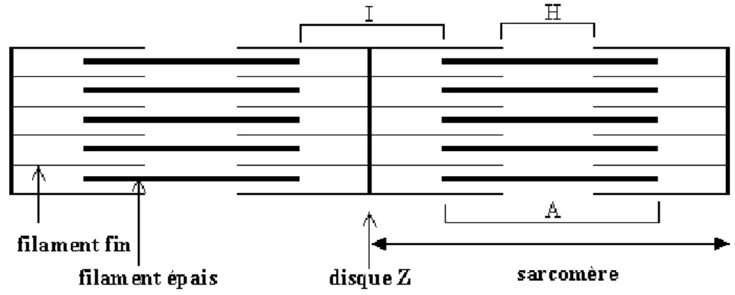 Figure 6 : L’unité fonctionnelle, le sarcomère 